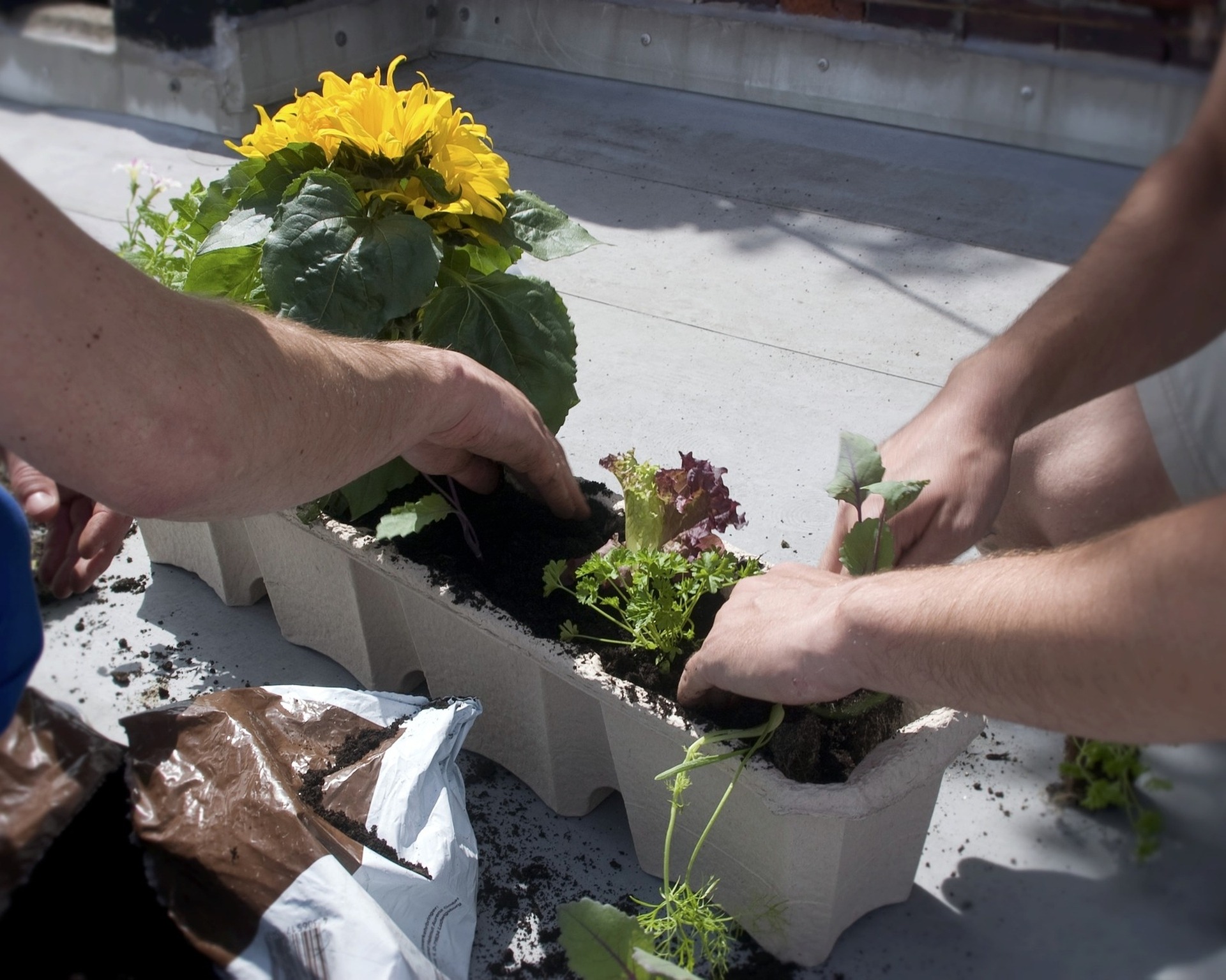 Gartenträume Gartenträume
